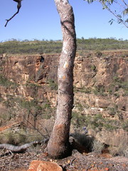 Corymbia serendipita