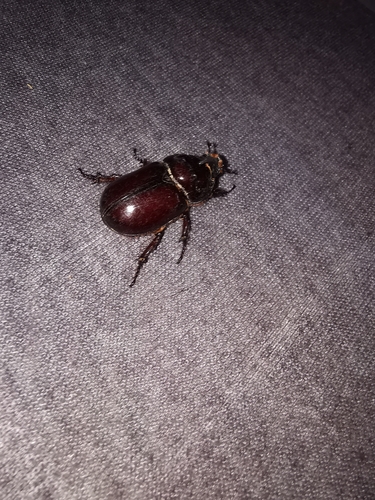 European Rhinoceros Beetle