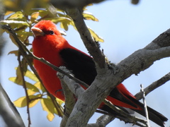 Piranga olivacea image