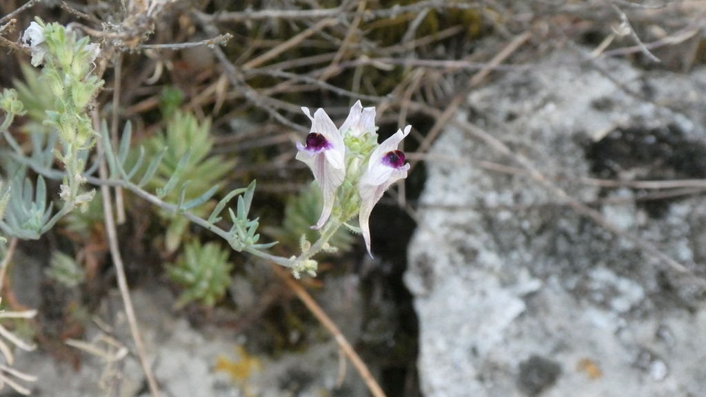 Linaria verticillata; photograph (c) frangp, some rights reserved (CC BY)