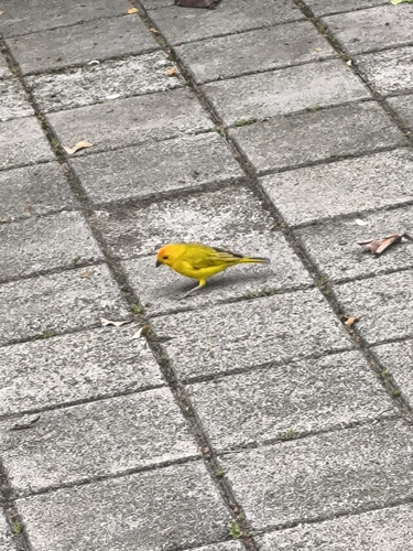 Saffron Finch