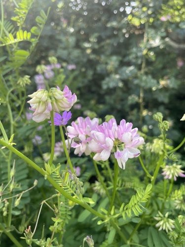 purple crownvetch