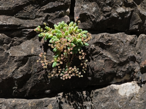 thick-leaved stonecrop