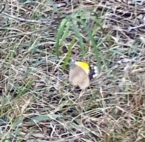 Yellow-spotted Jezebel