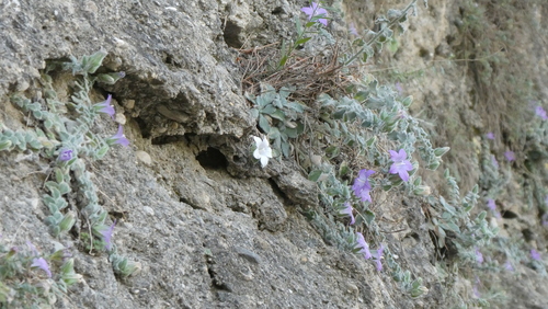 Campanula mollis