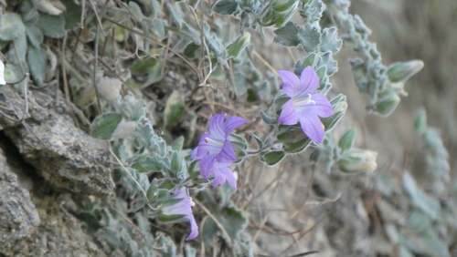 Campanula mollis, photograph 1