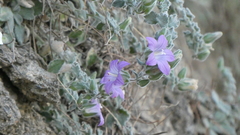 (c) frangp, some rights reserved (CC BY) Campanula mollis, photograph (c) frangp, some rights reserved (CC BY)
