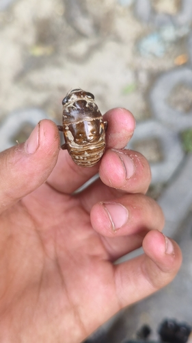 Eastern horse cicada