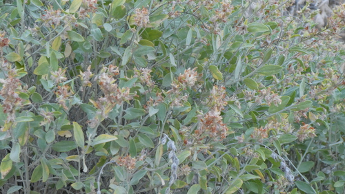 Anthyllis cytisoides