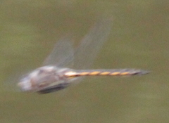 Epitheca petechialis