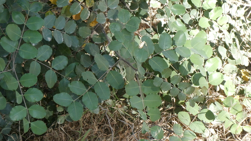 carob tree