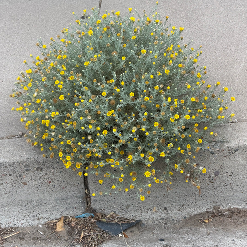 Cut-leaf Ironplant