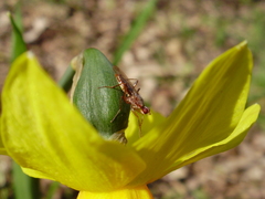 Norellia