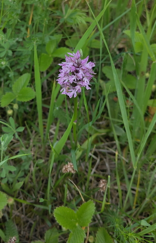 Neotinea tridentata, photograph 5