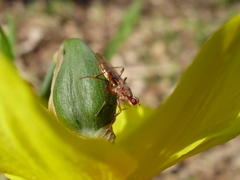 Norellia