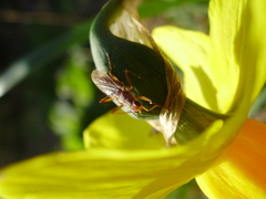 Norellia