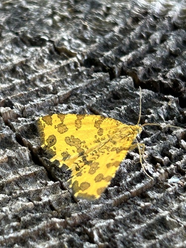 Speckled Yellow