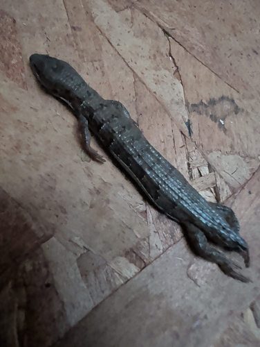 Southern Alligator Lizard