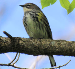 Setophaga coronata