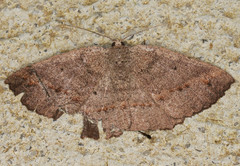 Casbia melanops