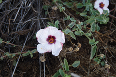 Pavonia cymbalaria