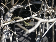 Podarcis muralis maculiventris