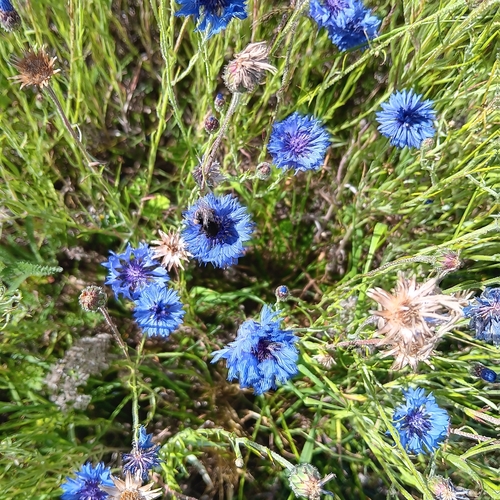 Cornflower