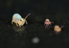 Sminthurides aquaticus