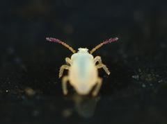 Sminthurides aquaticus