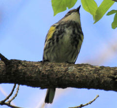 Setophaga coronata