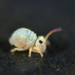 Water Springtail - Photo (c) Gilles San Martin, some rights reserved (CC BY-SA), uploaded by Gilles San Martin