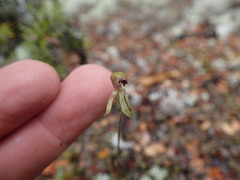 Caladenia atradenia