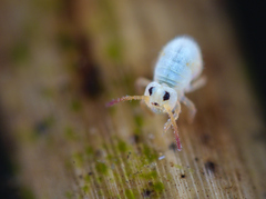 Sminthurides aquaticus