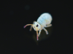 Sminthurides aquaticus