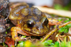 Eupsophus emiliopugini