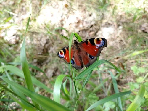 European Peacock Butterfly