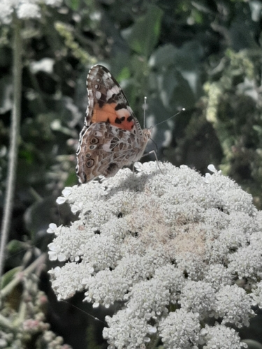 Painted Lady