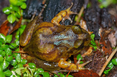 Eupsophus emiliopugini