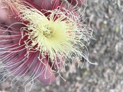 Barringtonia asiatica