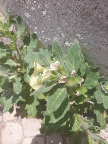 white henbane