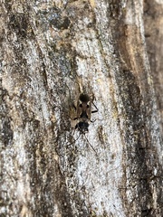 Rhyparochromus vulgaris