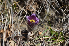 Pulsatilla montana