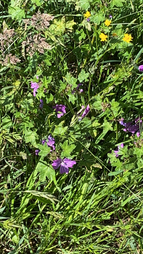 Common Mallow
