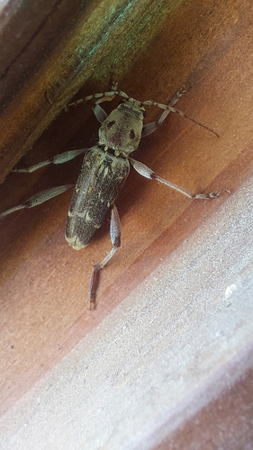 Xylotrechus smei