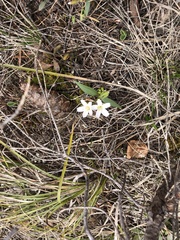Claytonia lanceolata