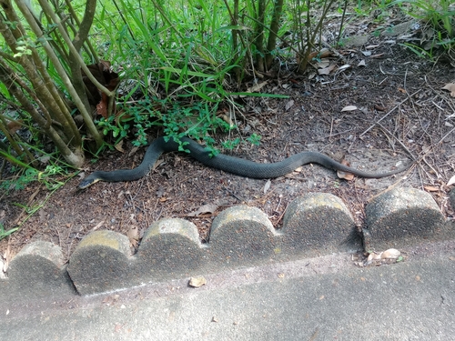 Plain-bellied Watersnake