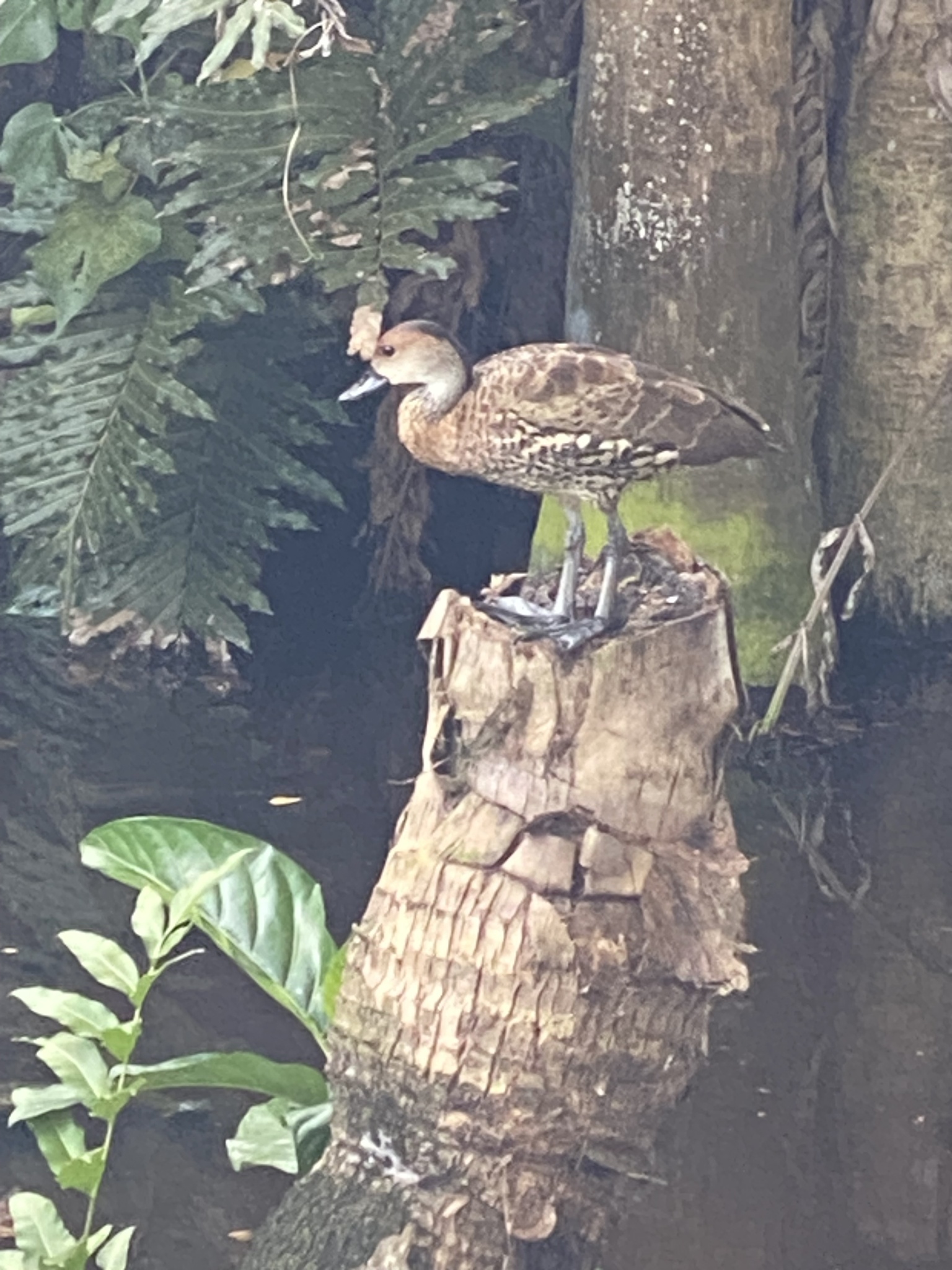 West Indian Whistling Duck (Dendrocygna arborea), photo 5