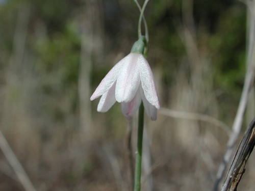 Acis rosea