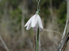 Acis rosea
