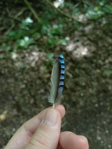 Eurasian Jay